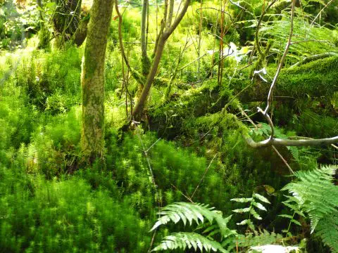 Lüneburger Heide Biohotel Spöktal