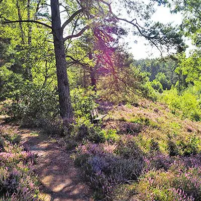 Wald Inspiration Natur & Kultur Biohotel Spöktal